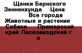 Щенки Бернского Зенненхунда  › Цена ­ 40 000 - Все города Животные и растения » Собаки   . Приморский край,Лесозаводский г. о. 